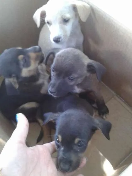 Cachorro ra a SRD idade 2 a 6 meses nome FILHOTES