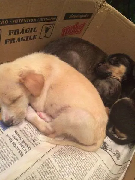 Cachorro ra a SRD idade 2 a 6 meses nome FILHOTES