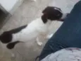 Princesa