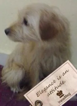 Cachorro raça SRD idade 1 ano nome Bia