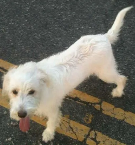 Cachorro ra a VIRA LATAS idade 1 ano nome MILA
