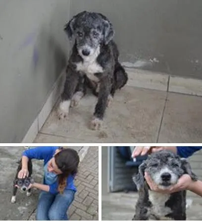 Cachorro raça Poodle idade  nome Nao sei