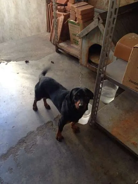 Cachorro raça sem raça idade 1 ano nome neguinho