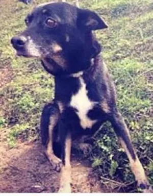 Cachorro raça SRD idade 2 anos nome Gloria