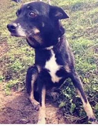 Cachorro raça SRD idade 2 anos nome Gloria