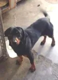 Cachorro raça sem raça idade 1 ano nome neguinho