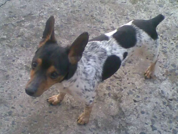 Cachorro raça SRD idade 3 anos nome faisca