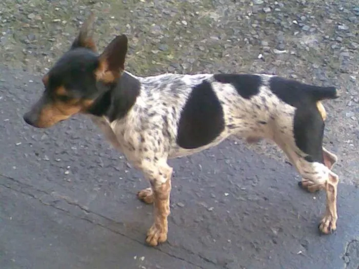 Cachorro raça SRD idade 3 anos nome faisca