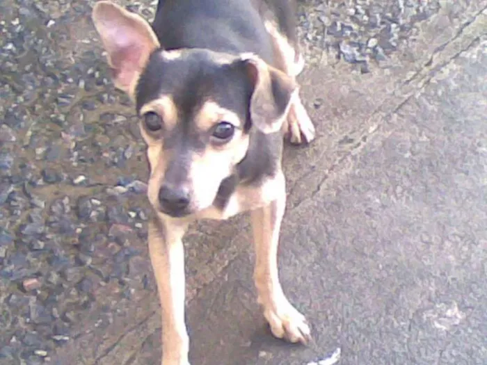 Cachorro raça SRD idade 7 a 11 meses nome sem nome