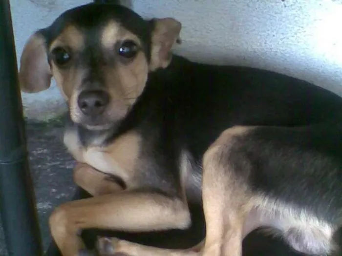 Cachorro raça SRD idade 7 a 11 meses nome sem nome