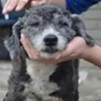 Cachorro raça Poodle idade  nome Nao sei