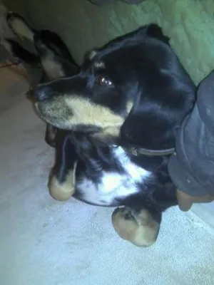 Cachorro raça SRD idade 1 ano nome Salsicha