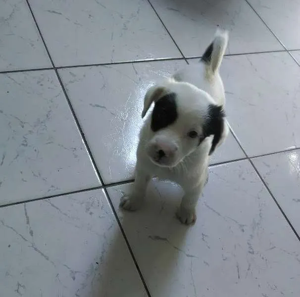 Cachorro ra a Vira-Lata idade Abaixo de 2 meses nome Pirata e Rubi