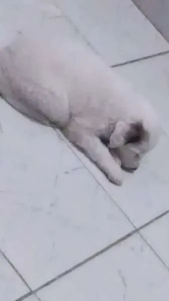 Cachorro ra a Vira-Lata idade Abaixo de 2 meses nome Pirata e Rubi