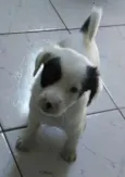 Pirata e Rubi
