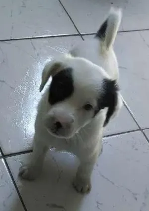 Cachorro raça Vira-Lata idade Abaixo de 2 meses nome Pirata e Rubi