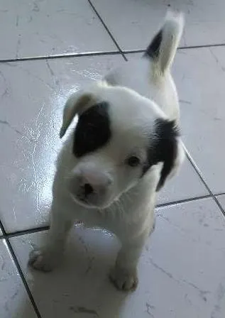 Cachorro ra a Vira-Lata idade Abaixo de 2 meses nome Pirata e Rubi