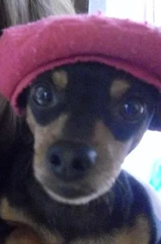 Cachorro ra a Pinscher idade 6 ou mais anos nome Pitter