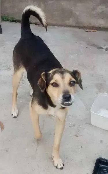 Cachorro ra a Sem raça definida idade 6 ou mais anos nome Dentinho