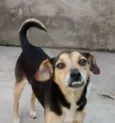 Dentinho