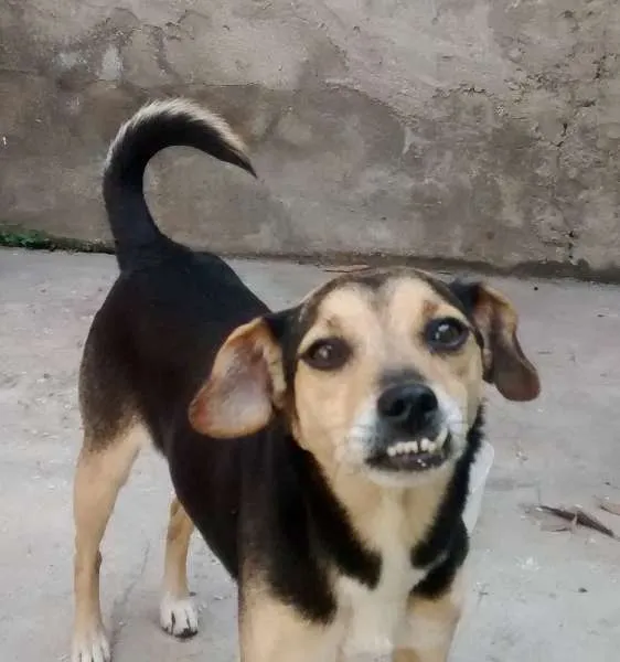 Cachorro ra a Sem raça definida idade 6 ou mais anos nome Dentinho