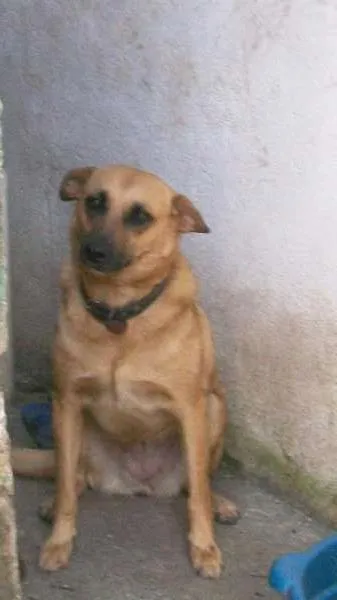 Cachorro ra a sem raça definida idade 6 ou mais anos nome Princesa