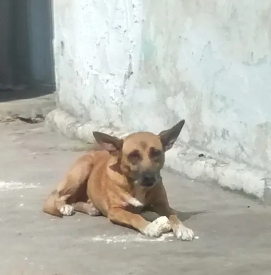 Cachorro ra a sem raça definida idade 6 ou mais anos nome Princesa