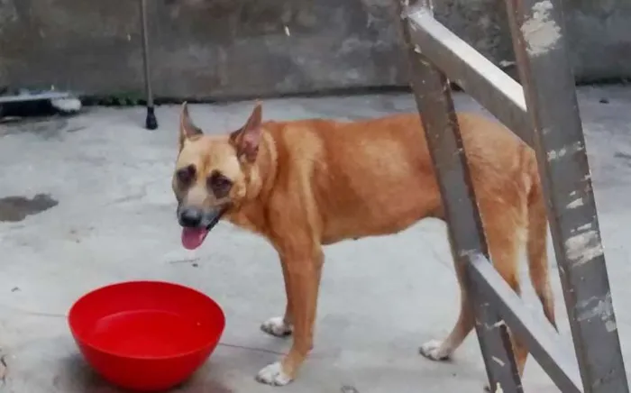 Cachorro ra a sem raça definida idade 6 ou mais anos nome Princesa