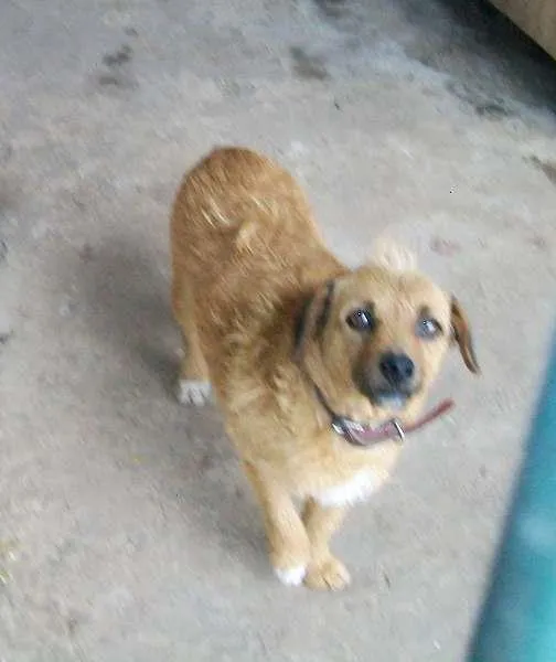 Cachorro ra a sem raça definida idade 6 ou mais anos nome Nana