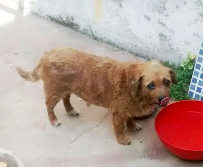 Cachorro ra a sem raça definida idade 6 ou mais anos nome Nana