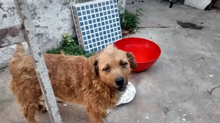 Cachorro ra a sem raça definida idade 6 ou mais anos nome Nana