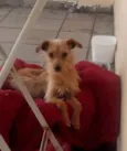 Menino
