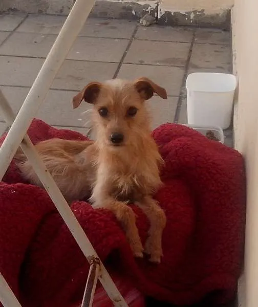Cachorro ra a Vira-lata idade 1 ano nome Menino