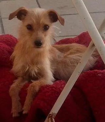 Cachorro ra a Vira-lata idade 1 ano nome Menino