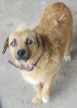 Cachorro raça sem raça definida idade 6 ou mais anos nome Nana