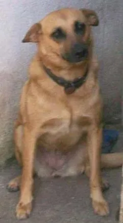 Cachorro ra a sem raça definida idade 6 ou mais anos nome Princesa