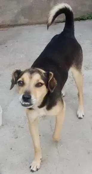 Cachorro ra a Sem raça definida idade 6 ou mais anos nome Dentinho
