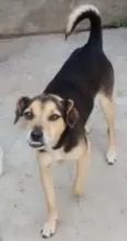 Dentinho