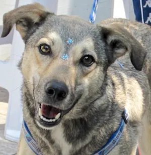 Cachorro raça SRD idade 2 anos nome MEL PEQUENA