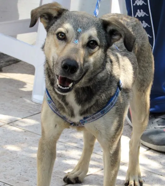 Cachorro ra a SRD idade 2 anos nome MEL PEQUENA