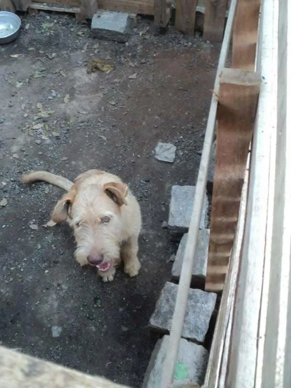 Cachorro ra a SRD idade 1 ano nome Mafalda