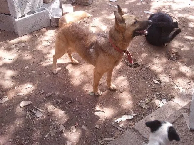 Cachorro ra a SRD idade 2 anos nome Lobo