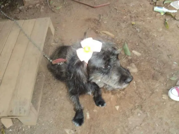 Cachorro ra a sdr idade 2 anos nome Fiona