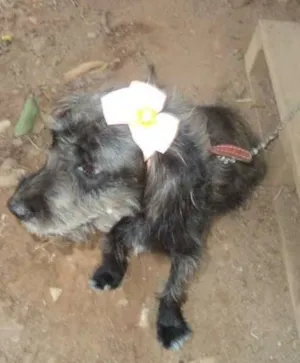 Cachorro raça sdr idade 2 anos nome Fiona