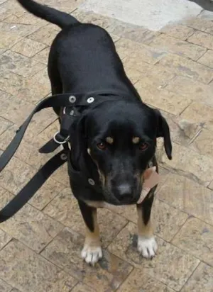 Cachorro raça SRD idade 2 anos nome shakira