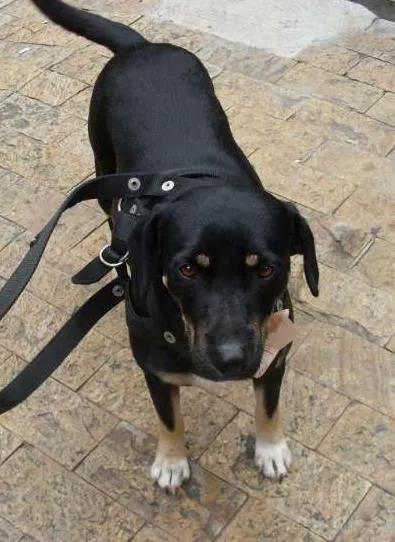 Cachorro ra a SRD idade 2 anos nome shakira