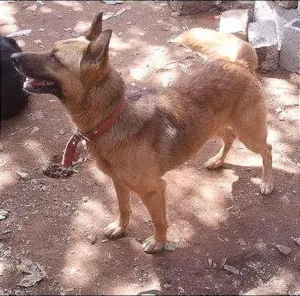 Cachorro raça SRD idade 2 anos nome Lobo