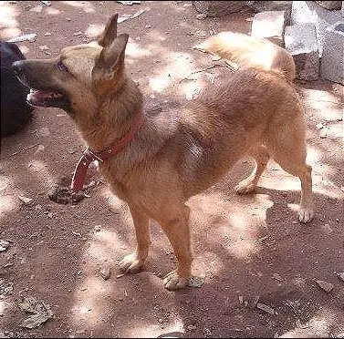 Cachorro ra a SRD idade 2 anos nome Lobo