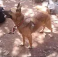 Lobo