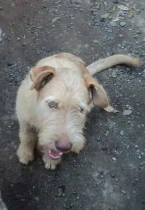 Cachorro raça SRD idade 1 ano nome Mafalda